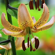 Bendick - floret